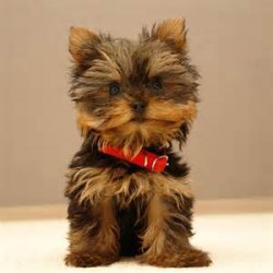 The Popular Pet and Lap Dog Yorkshire Terrier